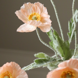 Coral Poppy Flower
