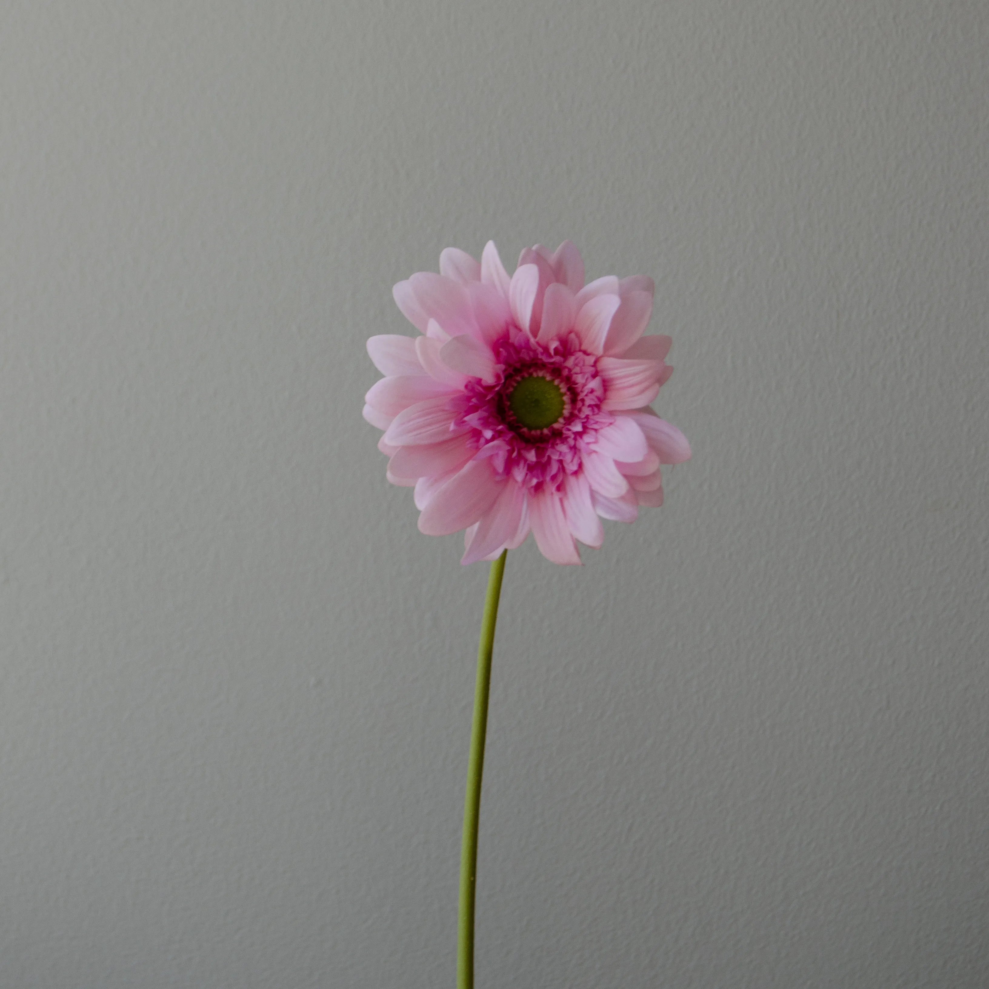 Artificial Gerbera Daisy Flower from Botané