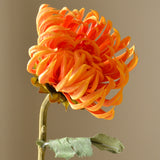 Orange Semi-Cactus Dahlia Flower