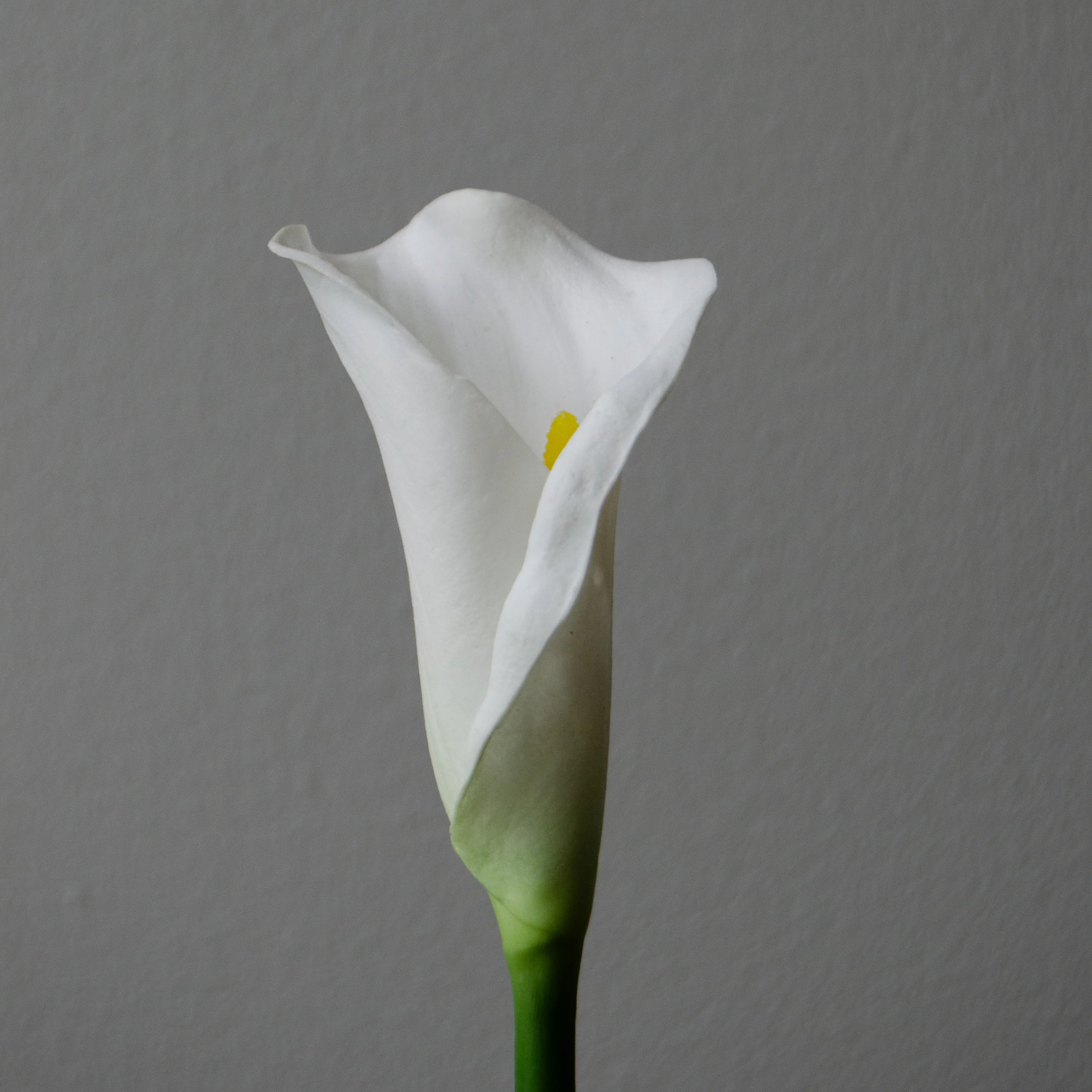 Artificial Calla Lily Flower from Botané