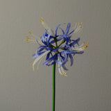 Blue Higanbana "Spider Lilies" Amaryllis Flower