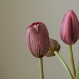 Tulip Bouquet