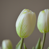 White Tulip Bouquet