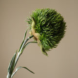 Dark Green Dianthus Barbatus "Green Ball"