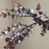 Dark Green Parvifolia "Gunni" Eucalyptus Leaves