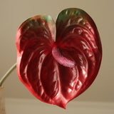 Dark Red Anthurium Flower