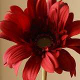 Dark Red Gerbera Daisy Flower