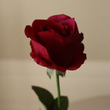 Dark Red Premium Longstem Rose