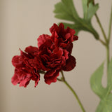 Dark Red Zinnia Flowers