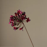Dark Red Agapanthus Flower