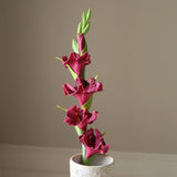 Dark Red Gladiolus Flower