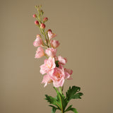 Light Pink Delphinium Flower