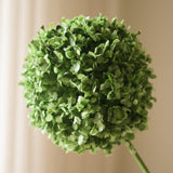 Green Allium Giganteum