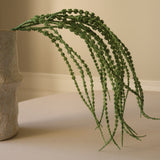 Green Amaranthus Caudatus "Dreadlocks" Flower