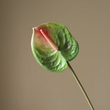 Green Anthurium Flower