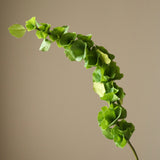 Green Bells of Ireland Flower