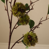 Green Chestnut Branch