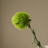 Green Dianthus Barbatus "Green Ball"