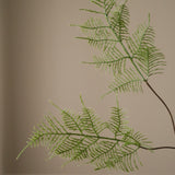 Green Fern Leaves