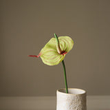 Green Flamingo Anthurium Flower