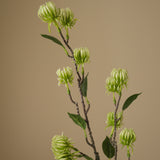 Green Hamamelis Branch