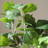 Green Hydrangea Leaves