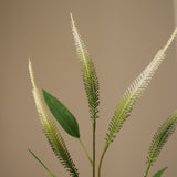 Green Mini Amaranthus