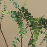 Green Parvifolia "Gunni" Eucalyptus Leaves