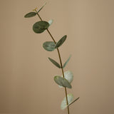 Green Small Eucalyptus Leaves