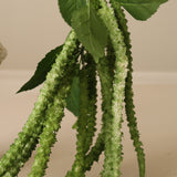 Green Three Forks Amaranthus Flower