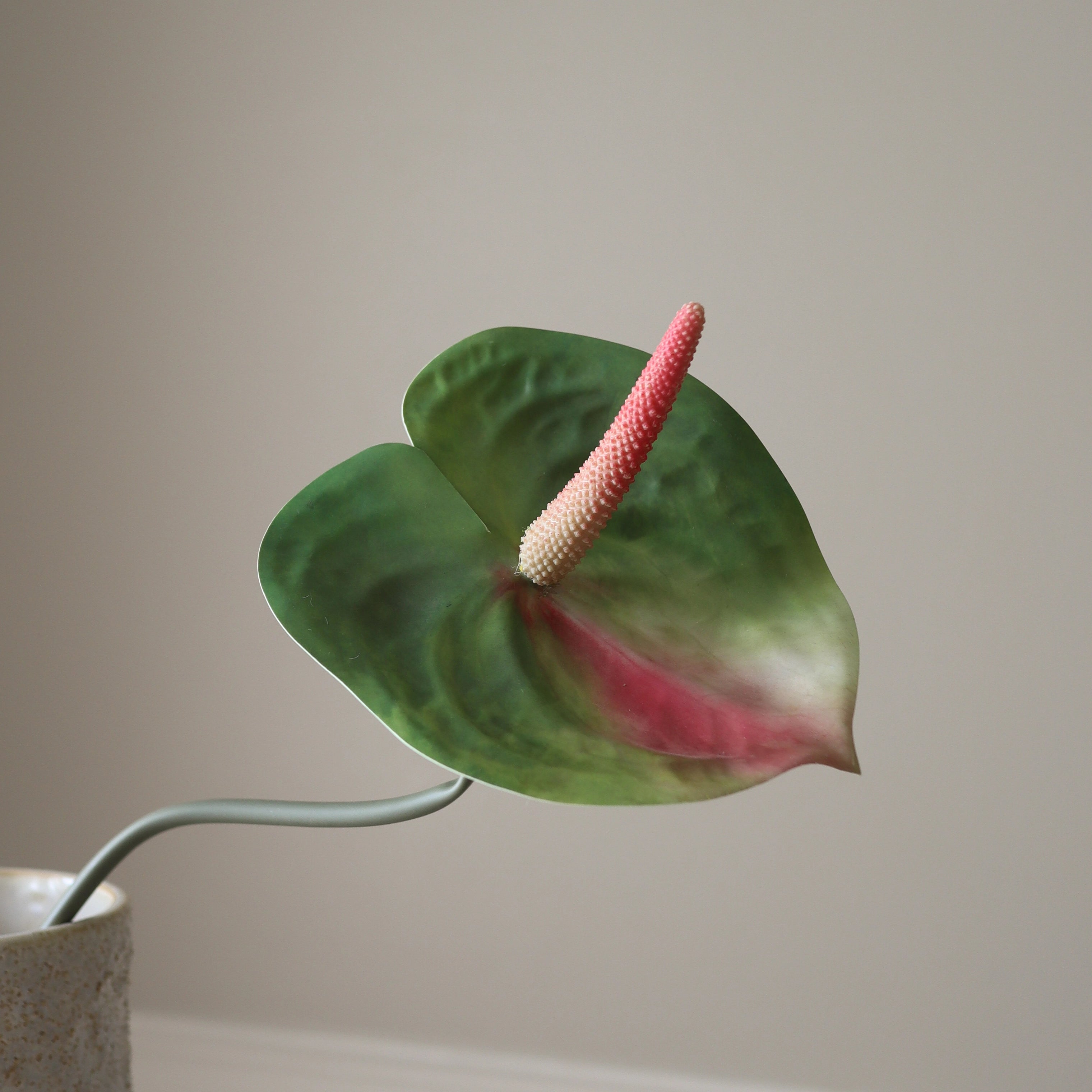 anthurium flowers green Shop Anthurium Flower from Botané