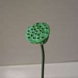 Green Lotus Seedpod Flower