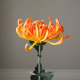 Orange Chrysanthemum Flower