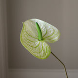 Green Anthurium Flower