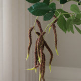 Burgundy Amaranthus Caudatus Flower