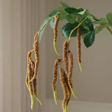 Brown Amaranthus Caudatus Flower