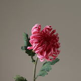Pink Semi-Cactus Dahlia Flower