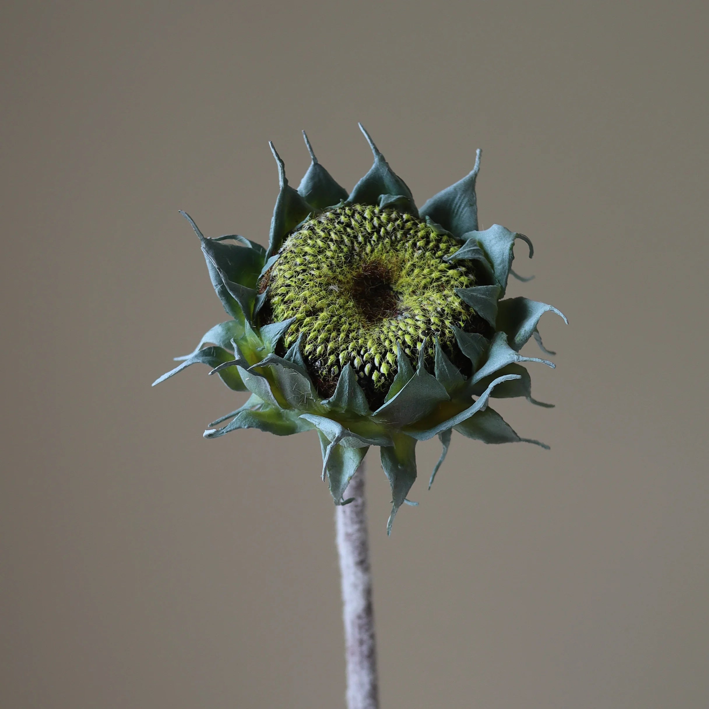 Botané | Artificial Floral Design Studio