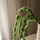 Light Green Amaranthus Caudatus Six Forks