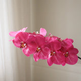 Pink Large Orchid Flower