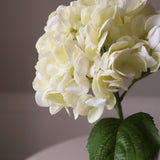 Cream Short Hydrangea Flower