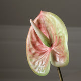 Pink Medium Anthurium Flower