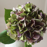 Pale Purple Hydrangea Flower