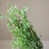 Green Cypress Branch