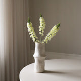 White Eremurus Large Foxtail Lily