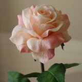 Light Pink Medium Stem Garden Rose