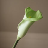 Light Green Calla Lily Flower