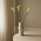 Light Green Calla Lily Flower