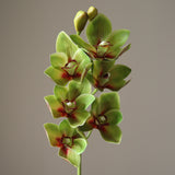 Light Green Cymbidium Orchid Flower