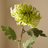 Light Green Semi-Cactus Dahlia Flower